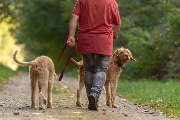 Cão Caça Jovem Velho Magyar Vizsla Tratador Cães Fêmea Está — Fotografia de Stock