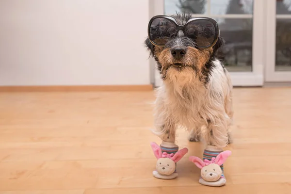 Piccolo Pazzo Cane Pasquale Indossa Occhiali Sole Neri Fresco Dai — Foto Stock