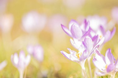 crocus flowers in spring photographed in fine art