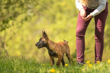 Baharda dişi sahibiyle birlikte yeşil bir çayırda karahindiba taşıyan Malinois yavru köpeği. Yavru 12 haftalık..