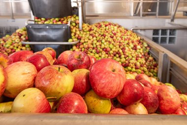 Elma suyu sıkmaya hazır, olgun elmalar.