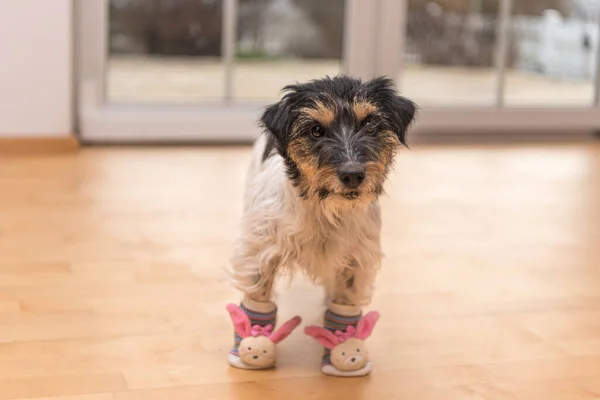 Little crazy easter dog wears black sunglasses. Cool rough-haired Jack Russell Terrier hound