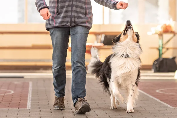 Attentive Border Collie Dog Works Together His Owner — стокове фото