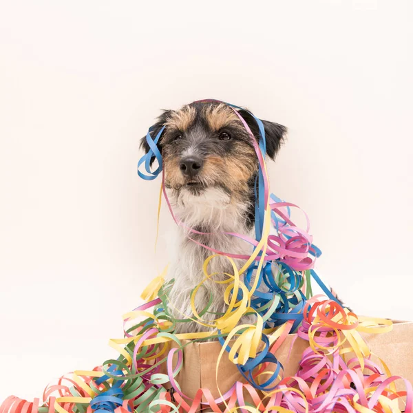 Lindo Perro Fiesta Jack Russell Listo Para Carnaval — Foto de Stock