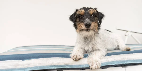 Söt Liten Jack Russell Terrier Hund Liggande Solstol Det Finns — Stockfoto