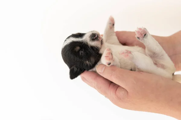 Little Cute Noworodka Szczeniaka Odbywa Się Rękach Jack Russell Terrier — Zdjęcie stockowe