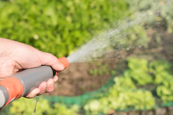 Close Garden Watering Water Hose Watering Green Salad Vegetables — стоковое фото