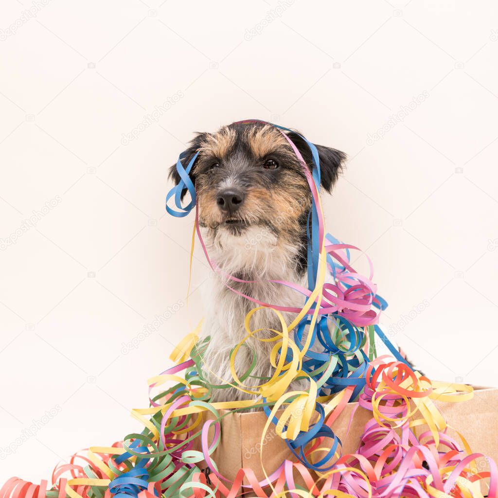  Cute Party Dog. Jack Russell ready for carnival