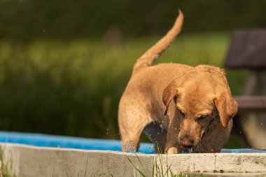 Sevimli genç Golden Retriever köpek suda oynuyor ve sevinç var
