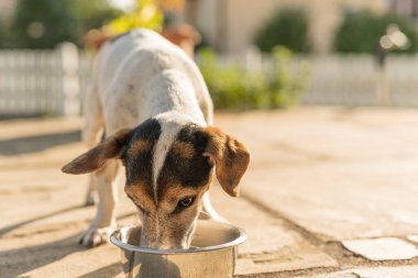 Köpek sıcak bir yaz gününde bir kaseden su içiyor - Jack Russell Terrier Köpeği 13 yaşında.