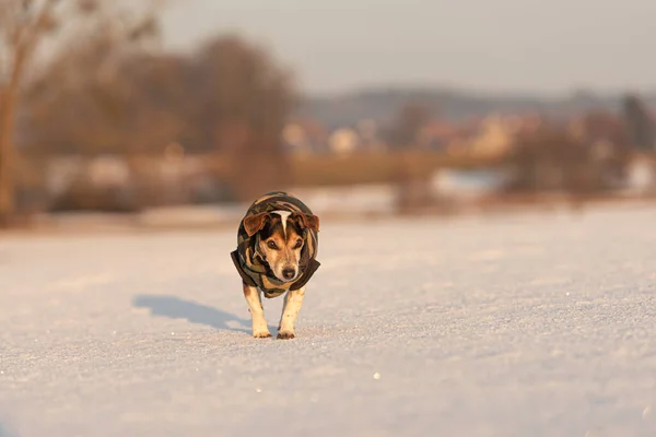 Small Cute Handsome Jack Russell Terrier Dog Years Old Protective — стоковое фото