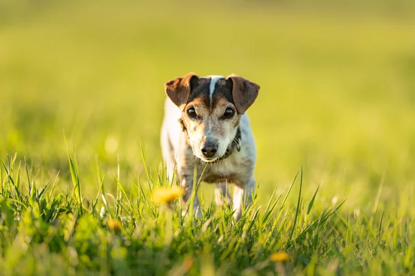 Retrato Lindo Perro Jack Russell Terrier Años Aire Libre Naturaleza —  Fotos de Stock