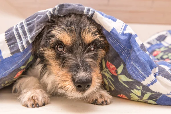 Engraçado Pequeno Jack Russell Terrier Cão Está Deitado Dormindo Uma — Fotografia de Stock