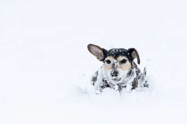 Печальная Старая Собака Домкрата Терьера Лет Защитной Одежде Природе Зимой — стоковое фото