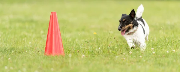 Jack Russell Terrier Dog Springer Runt Pylon — Stockfoto