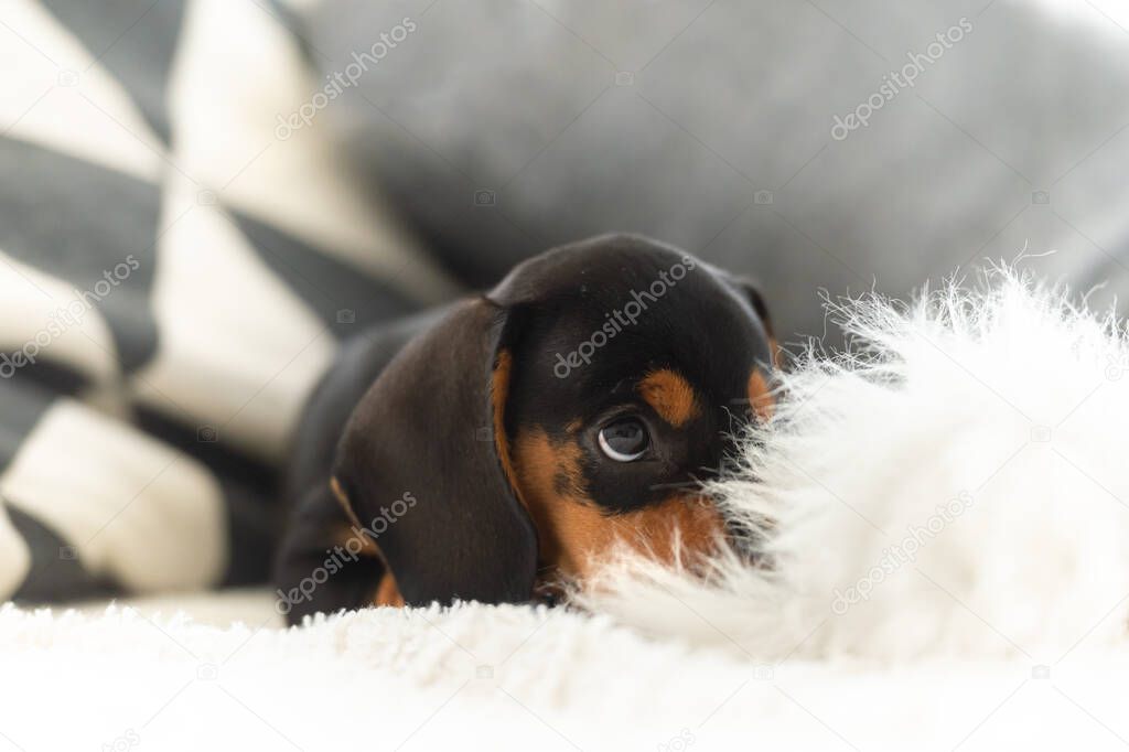 Cute small sausage dog 10 weeks old on the grey sofa indoor