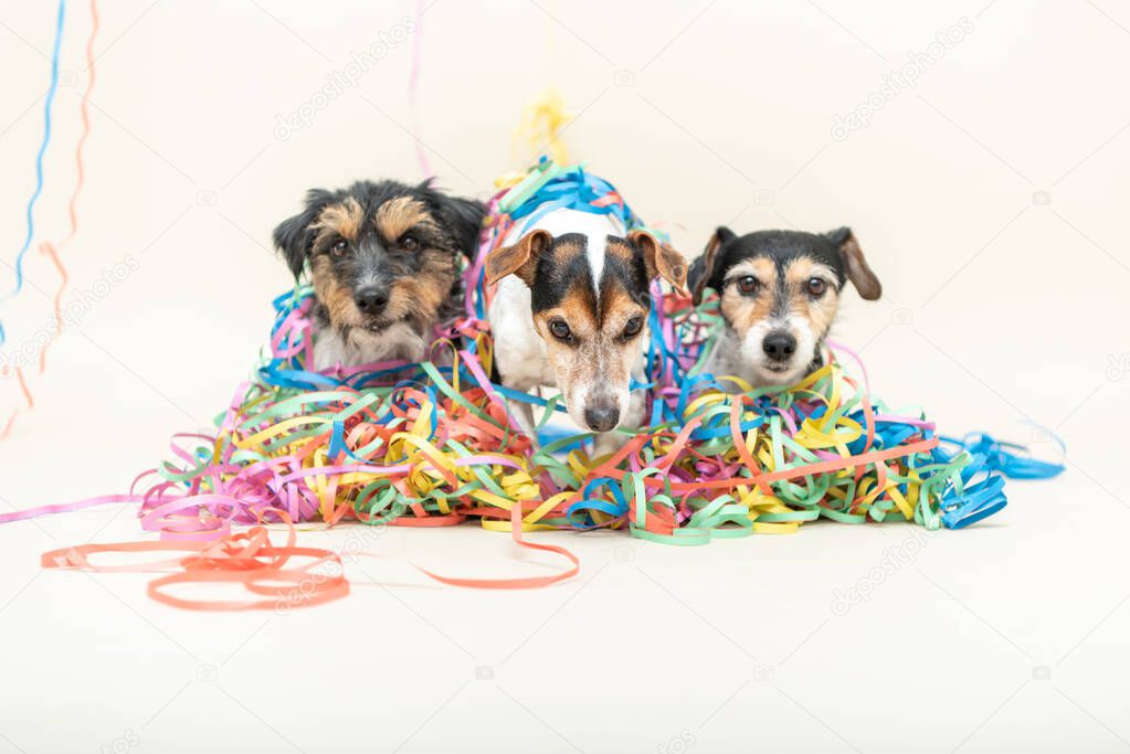 Three cute cheeky party dog. Jack Russell dogs ready for carnival 