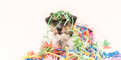 Картина, постер, плакат, фотообои " cute party dog. jack russell ready for carnival", артикул 544459462