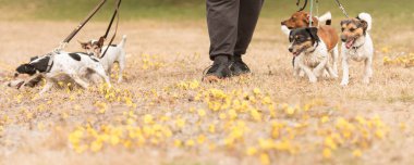 Köpek bakıcısı, ilkbaharda güzel doğada tasmalı bir sürü köpekle yürüyor. Russell Terrier sürüsü..