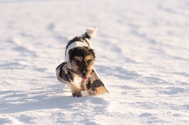 Küçük yakışıklı Jack Russell Terrier köpeği kış mevsiminde boynunda bir eşarp ile doğada.