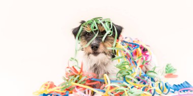 Sevimli parti köpek. Jack Russell karnaval için hazır