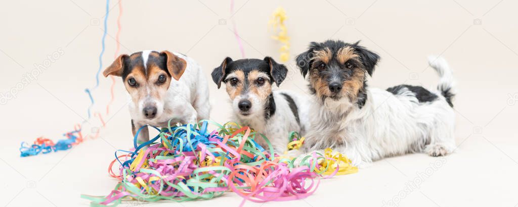 Three cute Party Dog. Jack Russell dogs ready for carnival