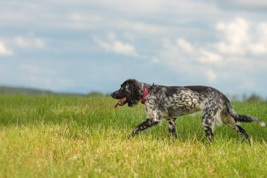 Bir çayırda genç gurur İngilizce springer spaniel av köpeği