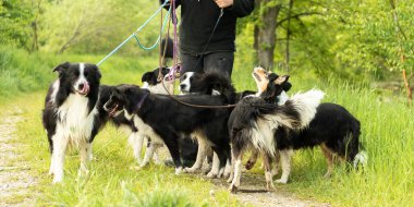 Doğada bir tasma üzerinde birçok köpek ile yürüyün. İtaatkar Sınır Collies