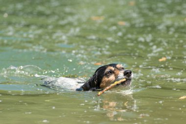 Küçük şirin Jack Russell Terrier köpeği suda neşeyle yüzer ve ağzında bir dal taşır.