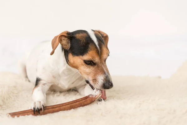 Jack Russell Terrier Gammal Rolig Liten Hund Äter Och Tuggar — Stockfoto