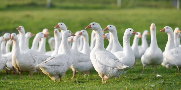 Many White Fattening Geese Meadow — Stock Photo, Image