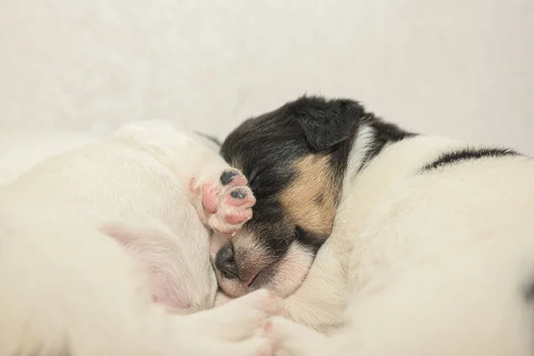 Cachorros Semanas Pura Raza Recién Nacido Muy Pequeño Jack Russell — Foto de Stock
