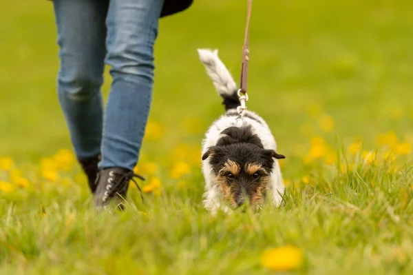 Джек Рассел Терьер Куратор Выгуливает Свою Трехцветную Послушную Собаку Весной — стоковое фото
