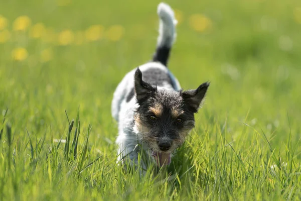 Divertido Perro Jack Russell Terrier Correr Prado Verde Flor Primavera —  Fotos de Stock