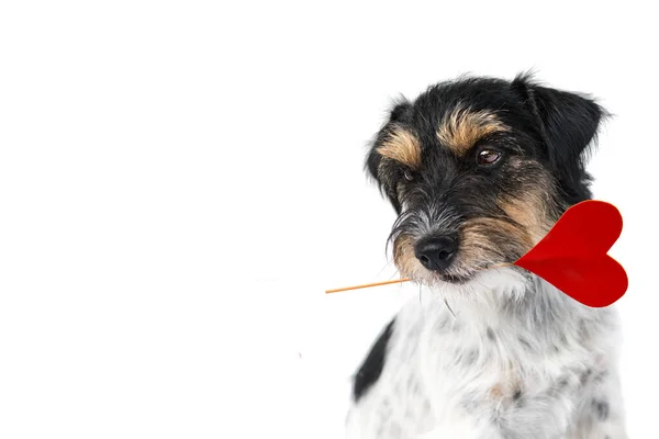 Perro Romántico San Valentín Dulce Jack Russell Terrier Perrito Llevando — Foto de Stock