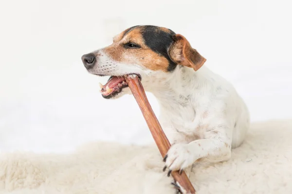 Jack Russell Terrier Gammal Rolig Liten Hund Äter Och Tuggar — Stockfoto