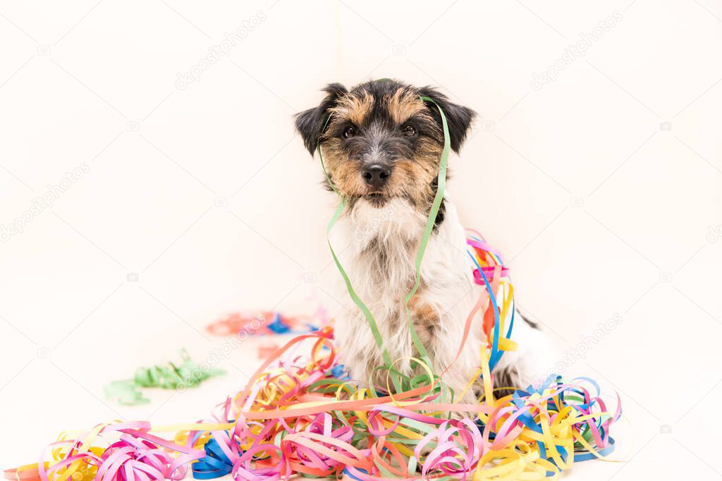  Cute Party Dog. Jack Russell ready for carnival