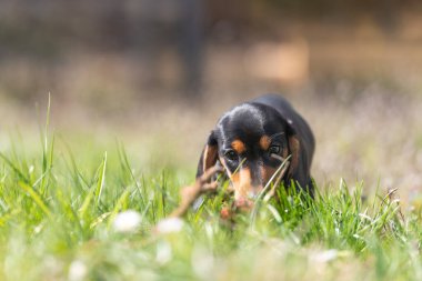 Doğada çimlerin üzerinde küçük şirin bir sosis yavrusu.