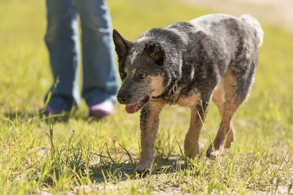 Köpek Sahibi Iyi Avustralya Sığır Köpeğiyle Yürüyüşe Çıkıyor — Stok fotoğraf