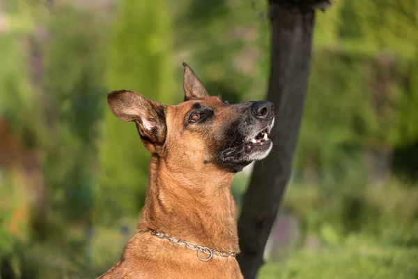 Kahverengi Bir Belçika Çoban Köpeği Portresi — Stok fotoğraf