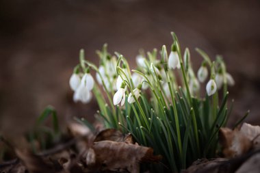 Ormanda güzel bahar çiçekleri. Bir grup kar tanesi