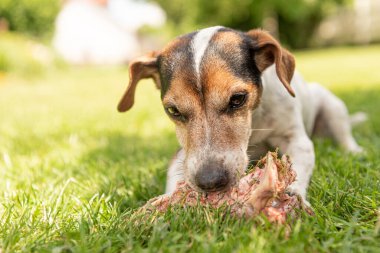 Küçük şirin Jack Russell Terrier köpeği etle kemik yer ve açık havada çiğner.