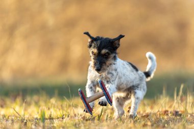 Komik, küçük Jack Russell Teriyer spor köpeği çayıra bir kurtarma topu bırakıyor.