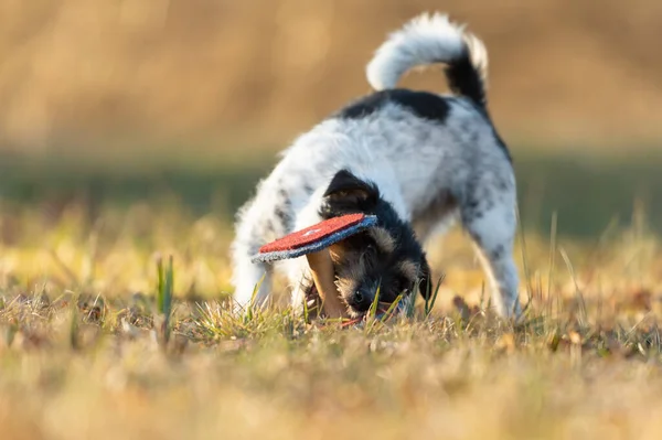 Mały Jack Russell Terrier Sportowy Piesek Szczęśliwy Szybki Podnieś Apportel — Zdjęcie stockowe