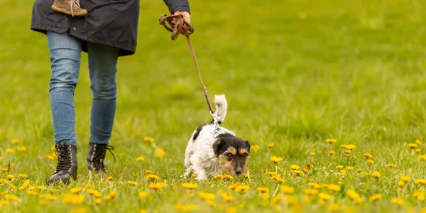 Jack Russell Terrier Manejador Perros Está Caminando Con Perro Tricolor —  Fotos de Stock
