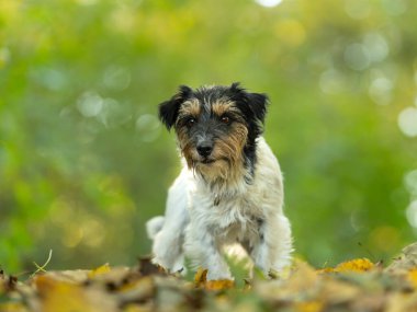 Güzel, kaba saçlı Jack Russell Terrier köpeği sonbaharda renkli arka planda.