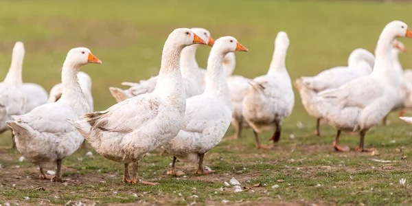 Many White Fattening Geese Meadow — Stock Photo, Image