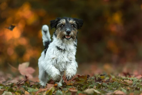 Piękne Aktywne Szorstkie Włosy Jack Russell Terrier Pies Jesienią Przed — Zdjęcie stockowe