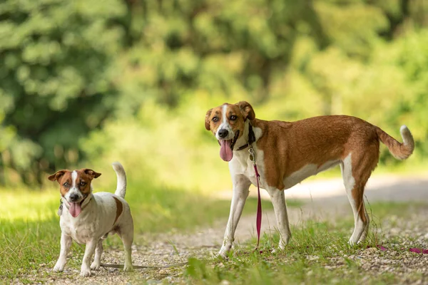 Two cute enchanting dogs are walking together without humans. Little Jack Russell Terrier doggy and a big mongrel hound