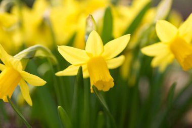 Nergis çiçek bahar bahçe